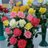 ClevedonShow's profile image