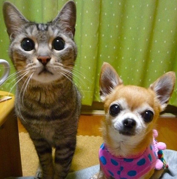 たたきなさんのプロフィール画像