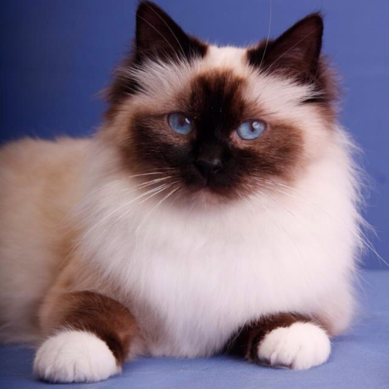 Facebook: medico felino/ médico veterinario especialista en gatos, cirugía, grooming y guarderia 24 horas/ cel: 3108819628/6135813