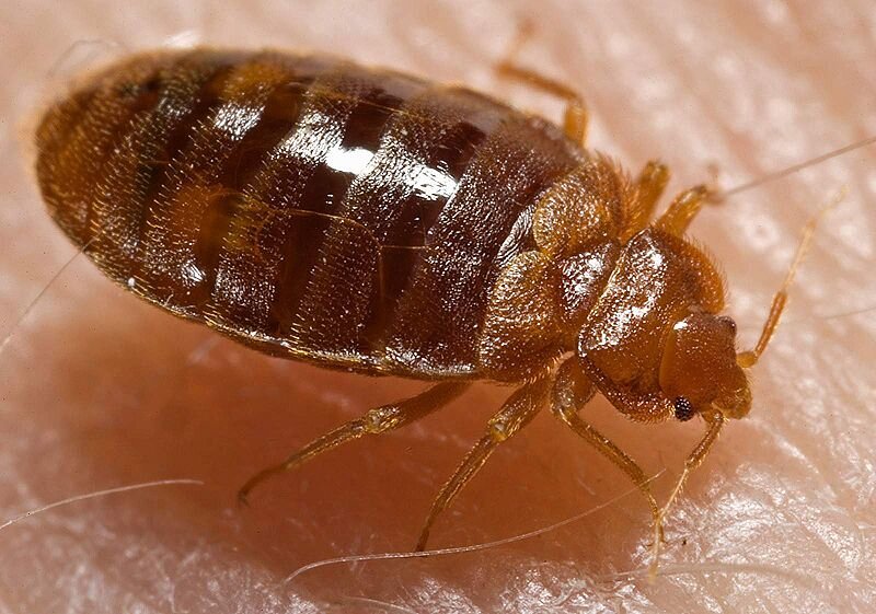 We offer a wide variety of pest extermination & removal. We're trained with the most advanced techniques for commercial and residential pest control.