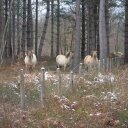 Melanie Dye - @Melsiebug - Twitter