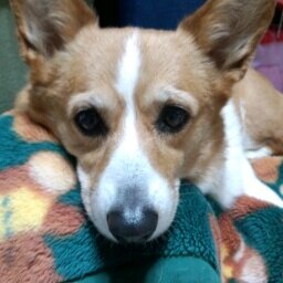 檜枝岐村で、民宿営業しています。
愛犬は、コーギーの、ゆずちゃん、
女の子です。