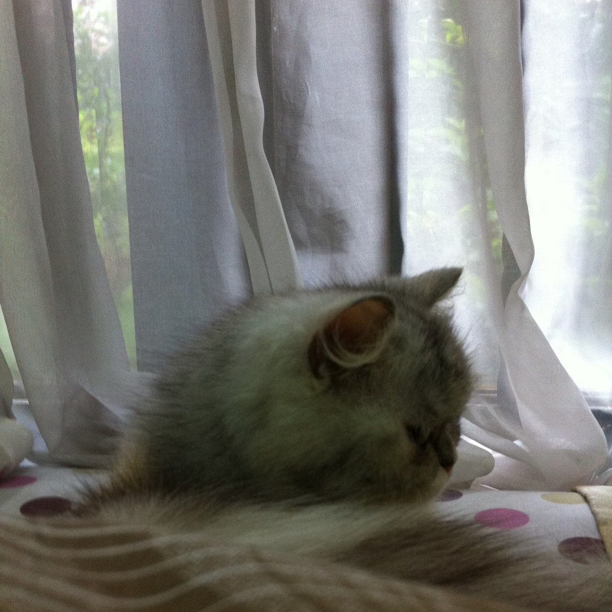 Naurandhika_'s profile picture. Kpopers. zezfitix!