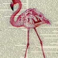 Holly🦩 (@chollydays) 's Twitter Profile Photo