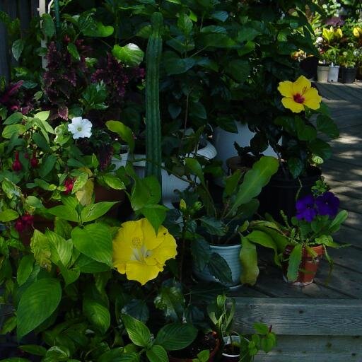 errollucyk's profile picture. Horticulturist/Gardener - accomplished Landscape Gardener and Horticulturist
http://t.co/Ajlw7ukjPu