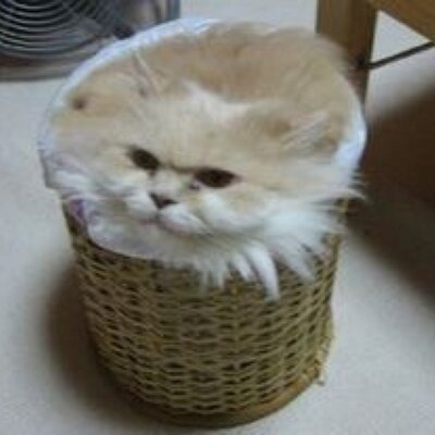 (=｀ω´=)