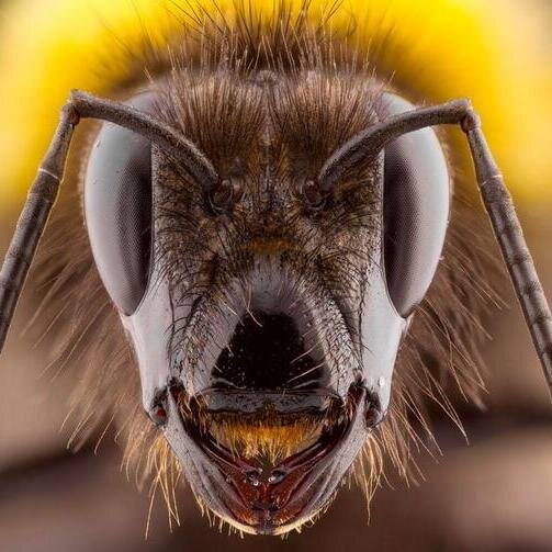 #Music #Beekeeper #Editor #Writer #Humanity #Photos #animalrights.If you're #funny #creative malcontent or #rebel with a cause #iFB #F4F #iamwriting #peace #xa