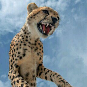 omaralsoluman's profile picture. ‏‏‏