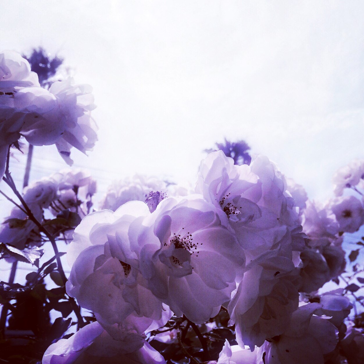 kindtimes's profile picture. kind news for humankind.