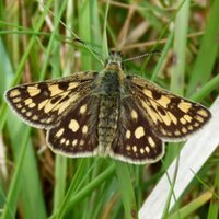 dave brown(@dbbirding) 's Twitter Profile Photo