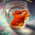 Profile Picture of A Fish Out Of Water (@HowardChet) on Twitter