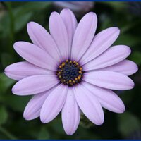 Mª Rosa Tarrazón (@mrosatarrazn) 's Twitter Profile