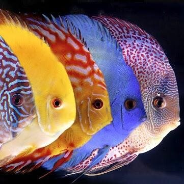 discus akvaryum