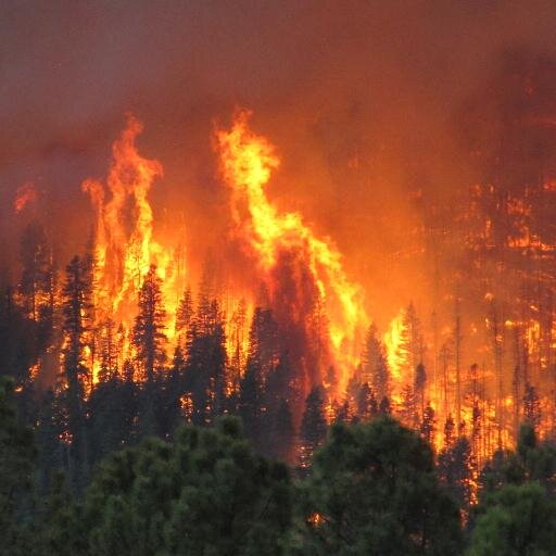 Az311Info's profile picture. 