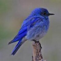 TC Bülent Torum (@blntrm) 's Twitter Profile