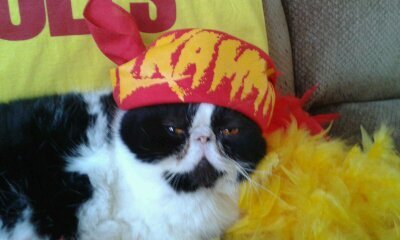 PikeyVonPignose's profile picture. I ended the The Undertaker's streak...