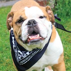 Bark For Life is a fun dog walking event to raise funds and awareness for the Canadian Cancer Society. July 19th, Riverside Park, Guelph.