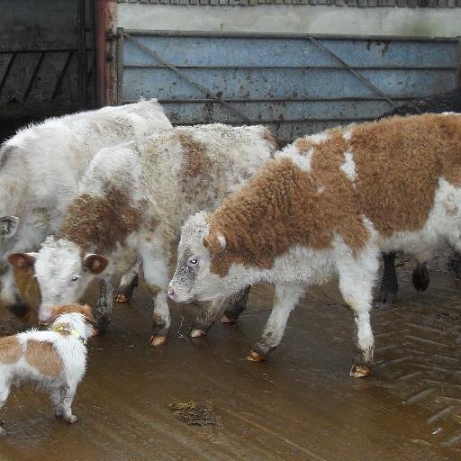 Founder of @FutureRoots and @CountrymenUK love Simmental cows, Jack Russell’s, david Essex motto Don’t stop never give up..search for the hero inside yourself..