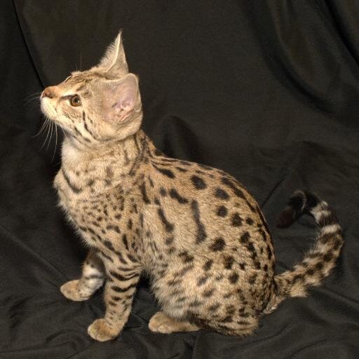 i want a savannah cat...