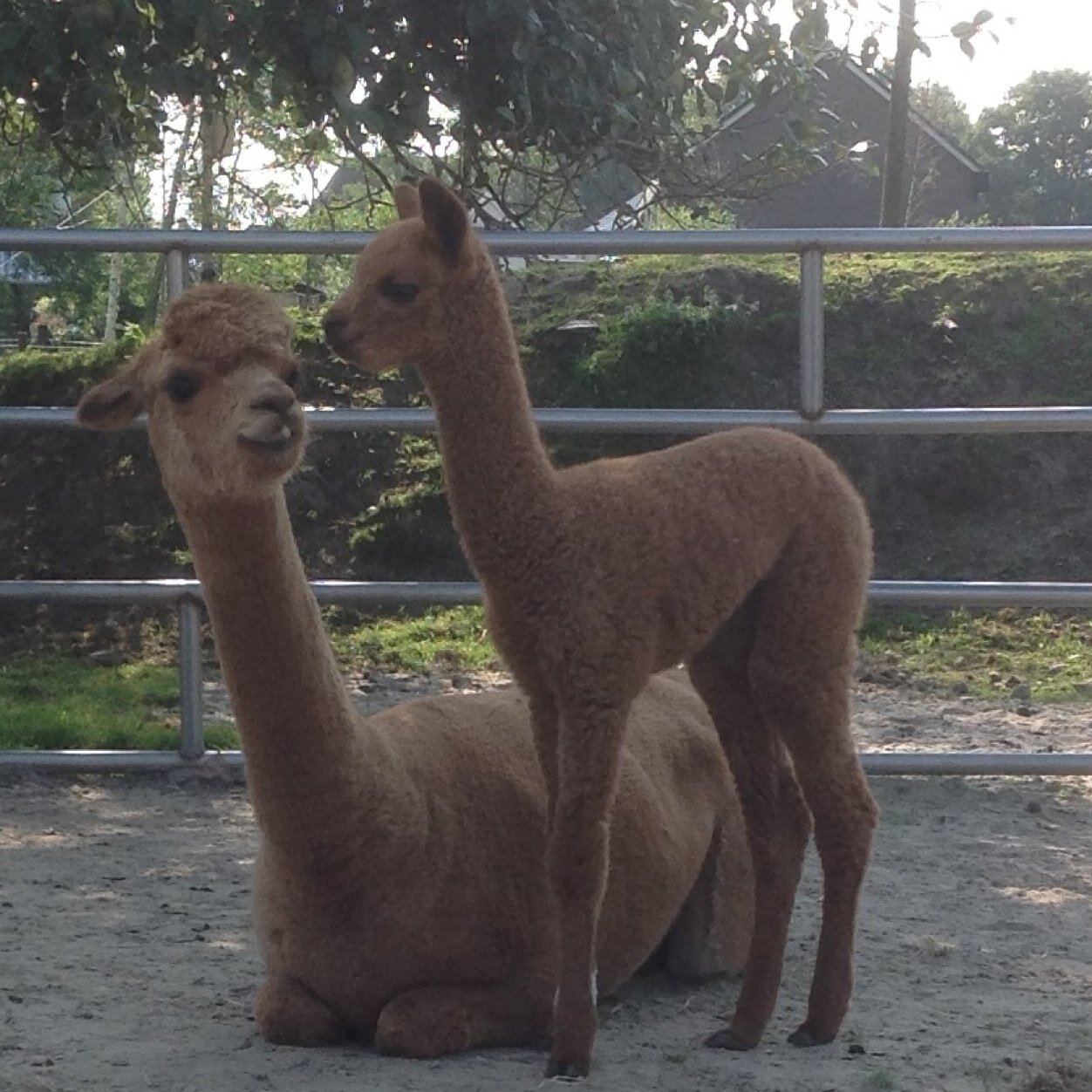 Een goede alpaca is de combinatie van bouw met superieure wolkwaliteiten. Ons streven is dit te bereiken met een mooie en gezonde kudde AZVD  dieren.