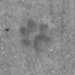 rmcadghostcat's profile picture. In life I prowled the campus of Rocky Mountain College of Art + Design         and  I've decided to stick around.