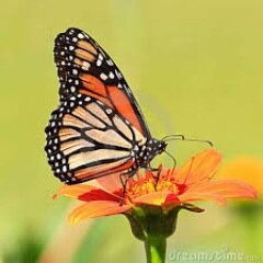 Butterfly Farms