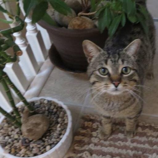 Paws of Perth County is located in Stratford, Ontario Canada and their mission is to ensure that no animal go homeless and unloved.