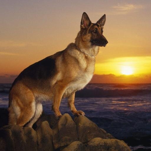 samshahata's profile picture. 