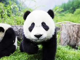 sigoquemmeseg01's profile picture. sdv