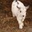 scamp516's profile image