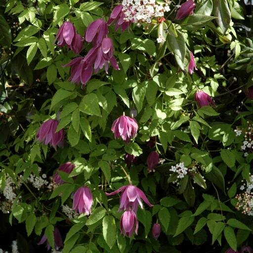 Rogerson Clematis Botanic Gardens, at Luscher Farm near Lake Oswego, Oregon