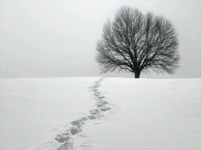 dfrfscorreia's profile picture. 