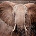 MarchaXElefante&Rino (@marchaelefantes) Twitter profile photo MarchaXElefante&Rino (@marchaelefantes) Twitter profile photo