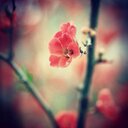 Holly Tabor - @glimpsejoy - Twitter