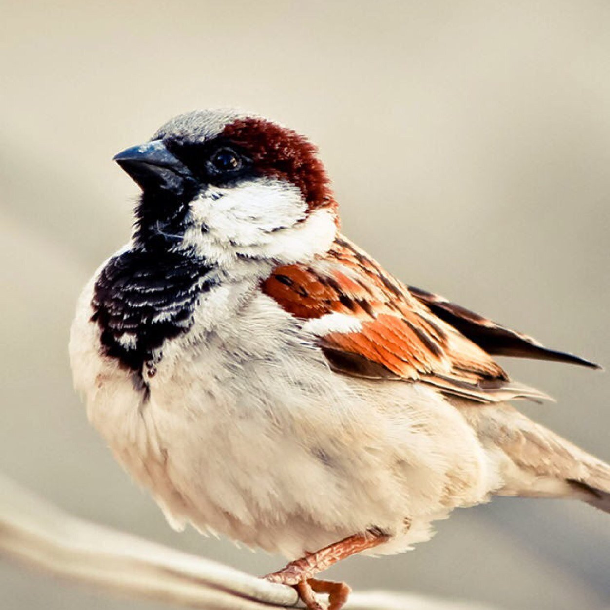 anandnabans's profile picture. 