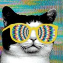 LSD Cats