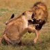 Big Cats (@bigcatpage) Twitter profile photo Big Cats (@bigcatpage) Twitter profile photo