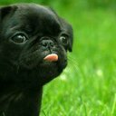 Leila Cornett  - @Leila_Cally - Twitter