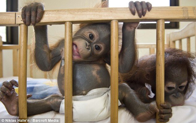 Tweets from a Baby Orangutan