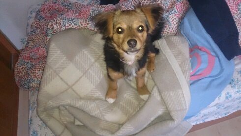 fillefanten's profile picture. 