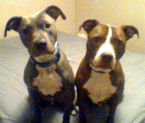 AngelaD0627's profile picture. Pitbull loving, gardening enthauist, pasta cooking gal