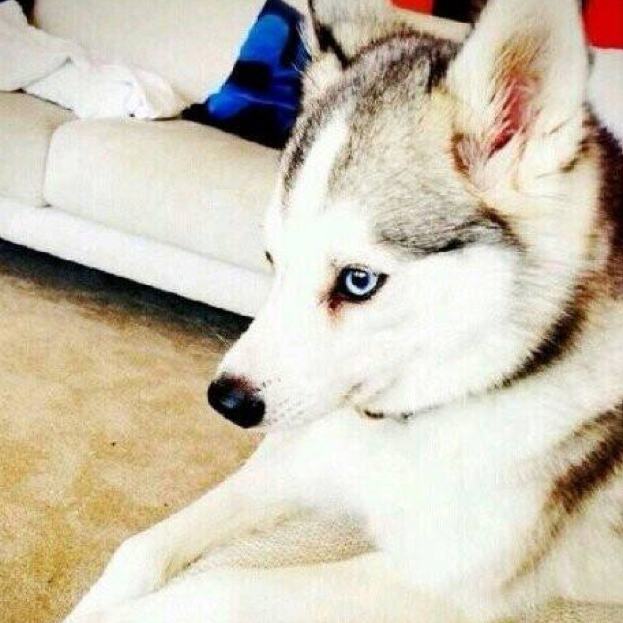 Christi49968157's profile picture. Hi I'm Christina. Im 17. I love Miley Cyrus and P!nk. Theyre both my models. So follow me ✌️✌️✌️