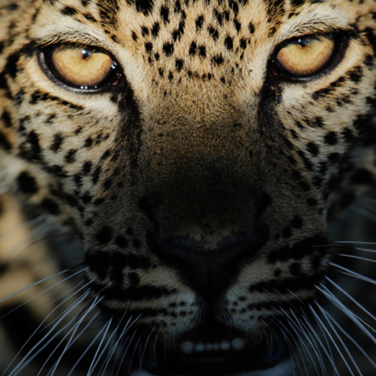 #fotografo freelance ,apasionado a la #naturaleza y creador del bloghttp://www.nonstophoto.com