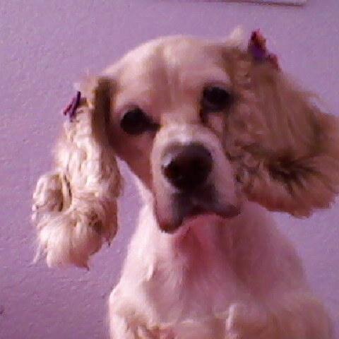 bucuscachorro's profile picture. Naci en la ciudad de Mexico