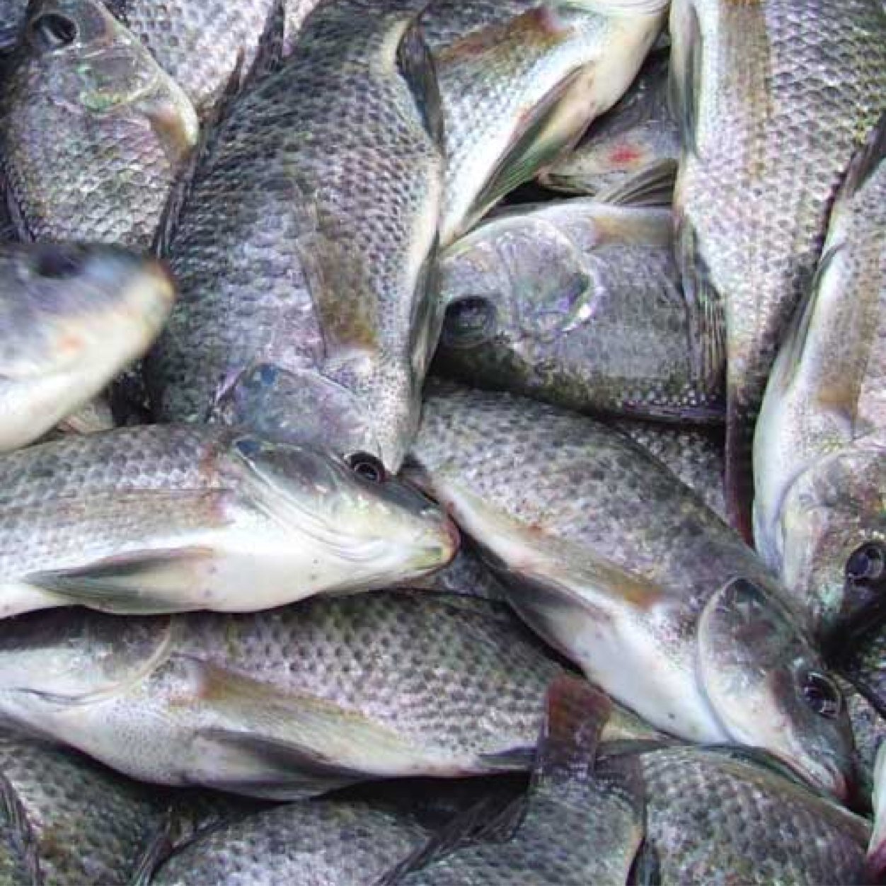 Official Twitter account of the Fisheries Management Branch of the Department of Agriculture, Forestry and Fisheries of South Africa