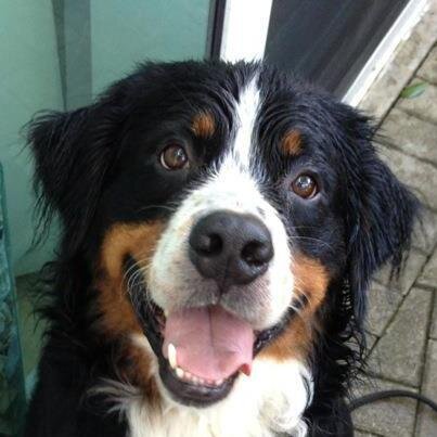 one of a swiss breed of large, long-haired dogs having a black coat with white and russet-brown or deep-tan markings.