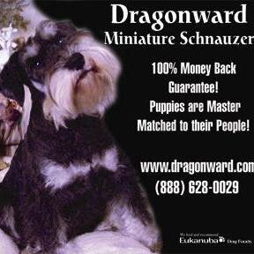 DragonwardMini's profile picture. Dragonward Mini Schnauzers offers mini schnauzer puppies for sale in the Middle West and California.