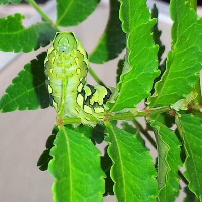 アゲハの幼虫はイモかわいい Papiliophilia Twitter