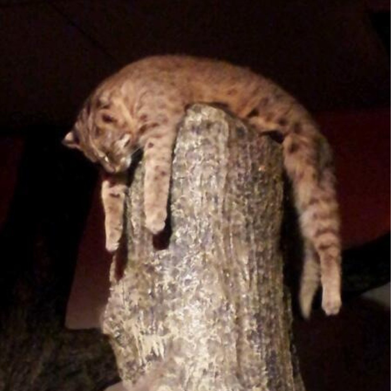 shannisi's profile picture. 