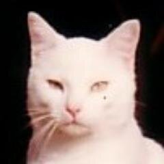 ViottoAlex's profile picture. 